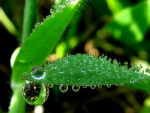 drops