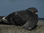 IMG_1301_2