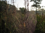 plavni2