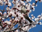 spring