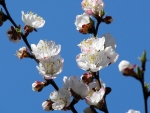 spring2