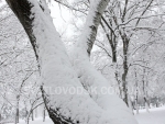 winter_011