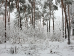 winter_013
