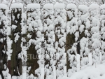 winter_016