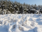 winter_023